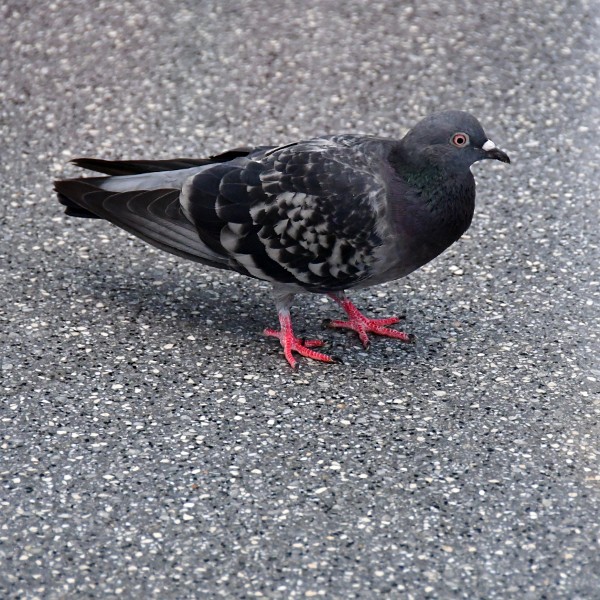 Pigeon on the Floor